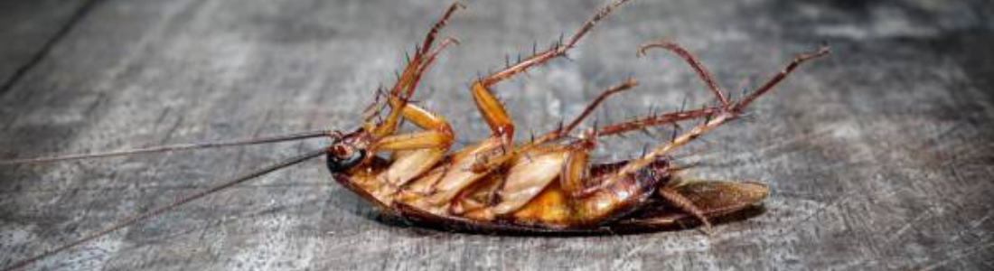 Como Eliminar Baratas Voadoras  24 HORAS